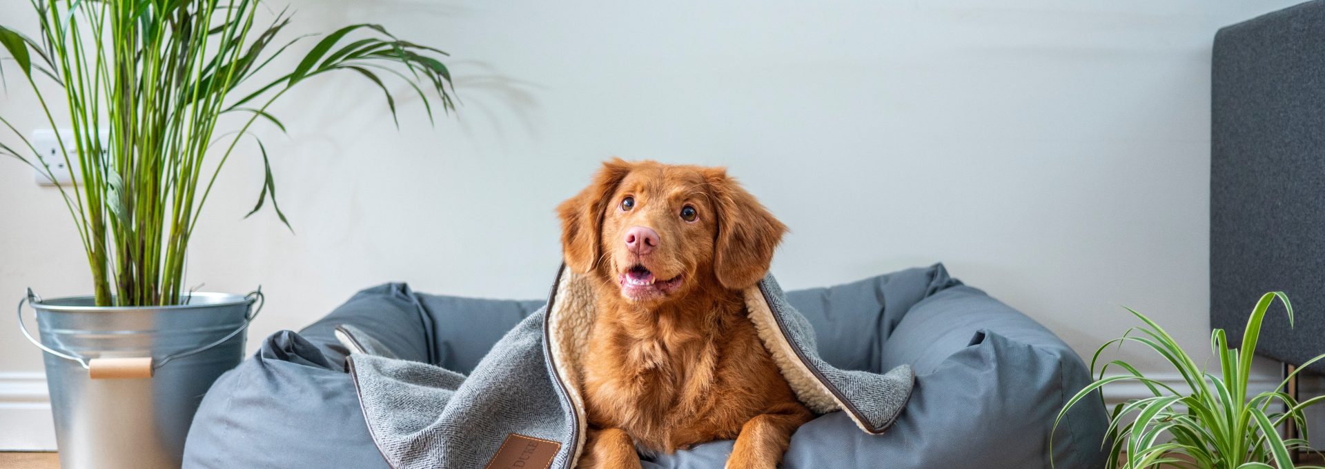 brown short coated dog on gray couch